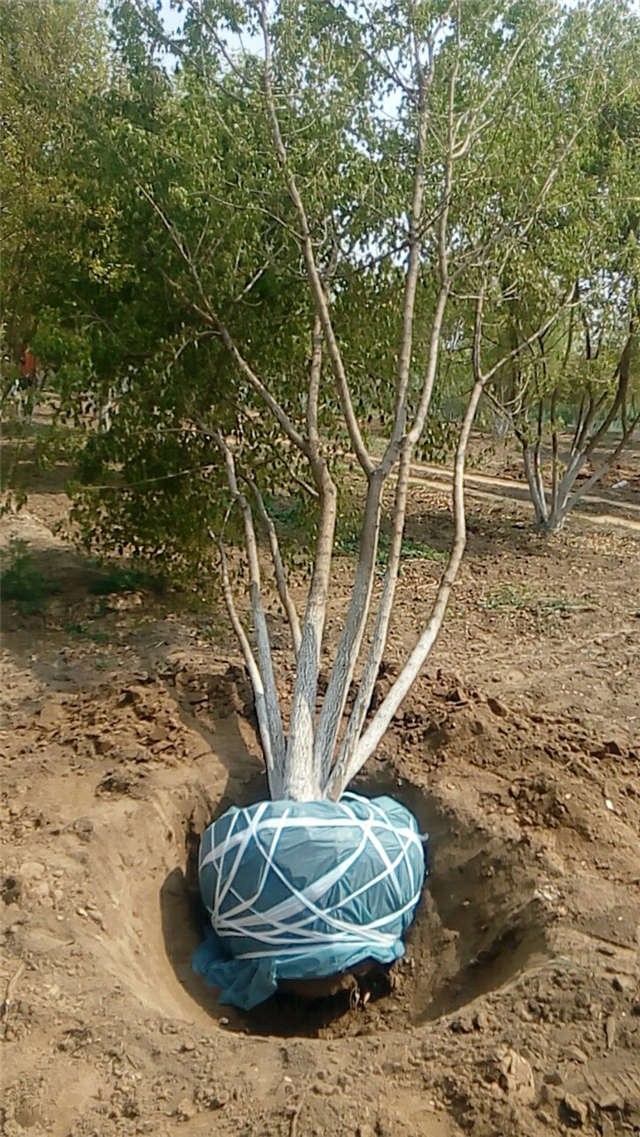 五角枫种植基地实拍图片