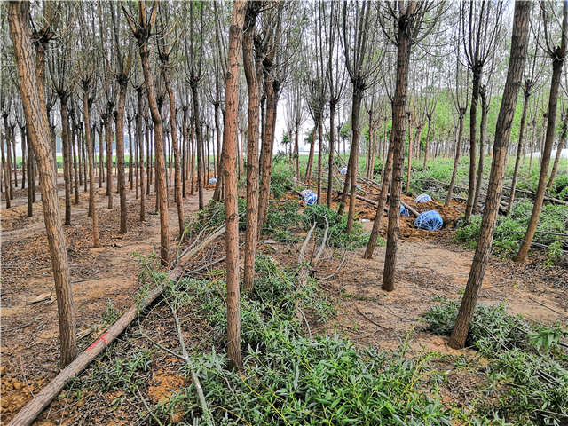 保定大赢家体育(中国)科技有限公司旱柳种植基地实拍图片