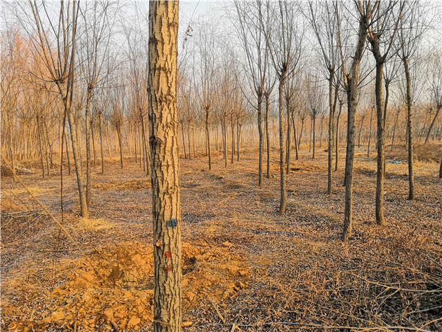 保定大赢家体育(中国)科技有限公司旱柳种植基地实拍图片