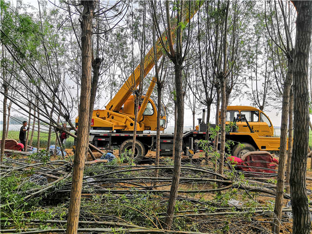 保定大赢家体育(中国)科技有限公司旱柳种植基地实拍图片