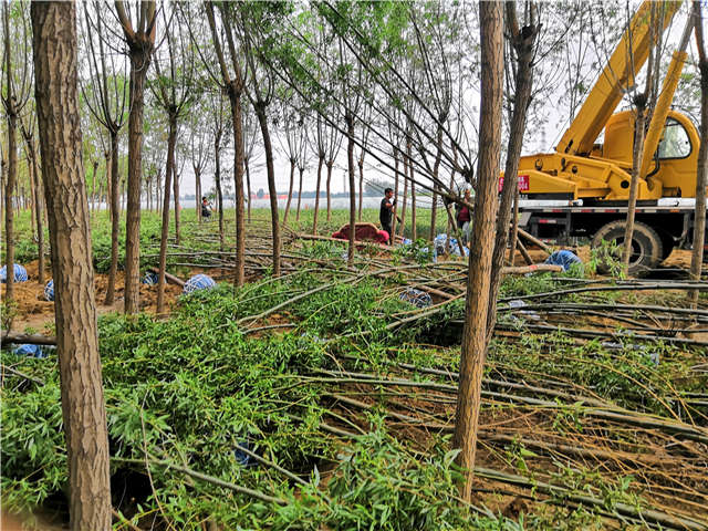 保定大赢家体育(中国)科技有限公司旱柳种植基地实拍图片