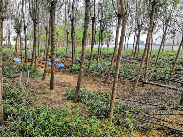 保定大赢家体育(中国)科技有限公司旱柳种植基地实拍图片