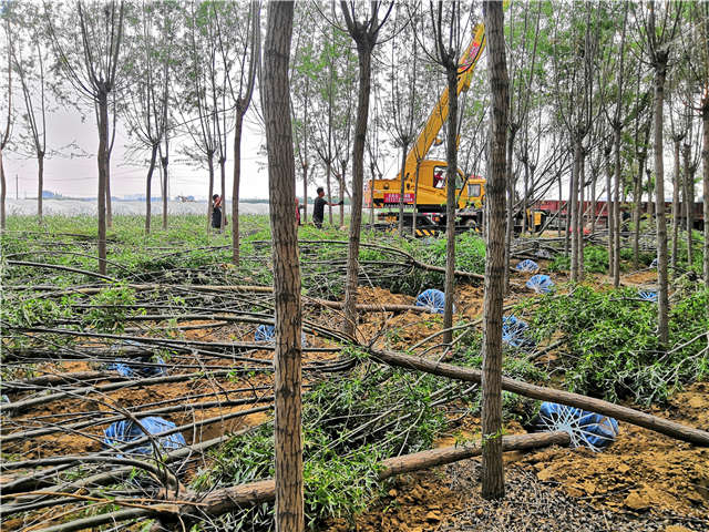 保定大赢家体育(中国)科技有限公司旱柳种植基地实拍图片