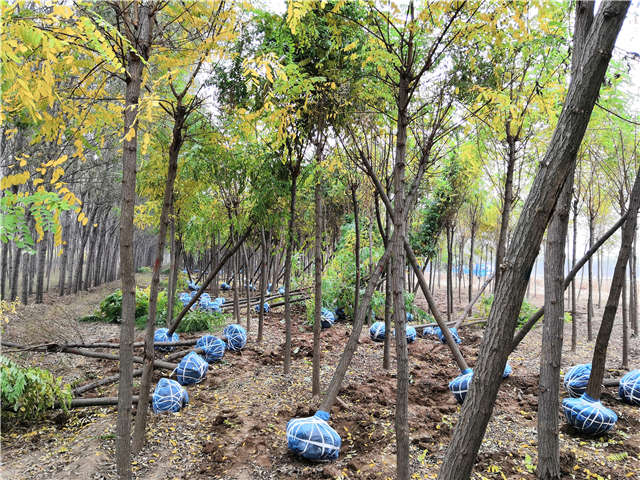 保定大赢家体育(中国)科技有限公司刺槐种植基地实拍图片