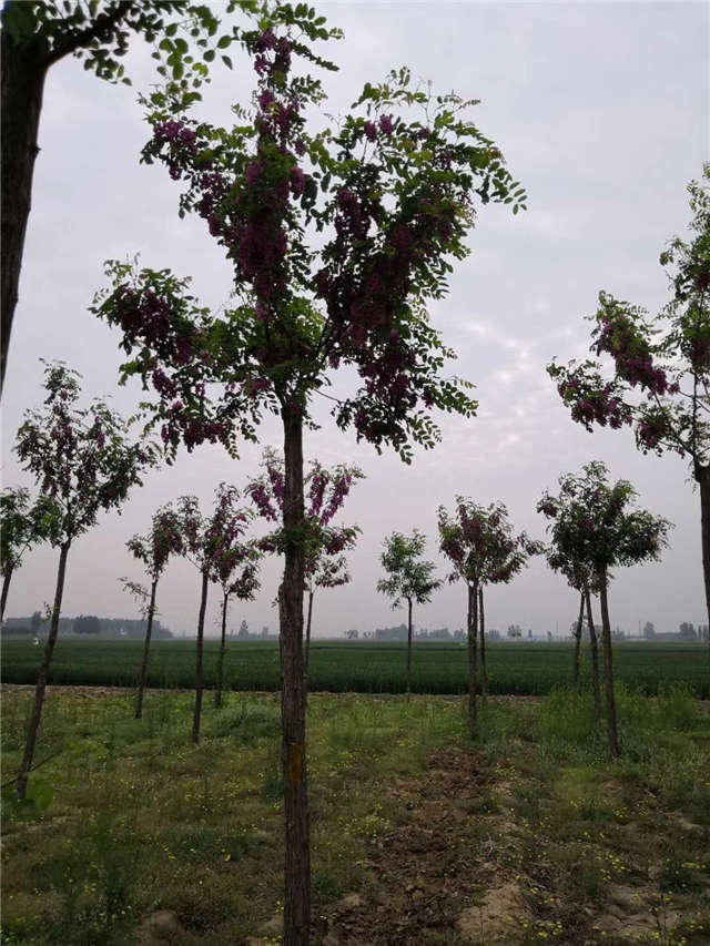 保定大赢家体育(中国)科技有限公司红花刺槐种植基地实拍图片