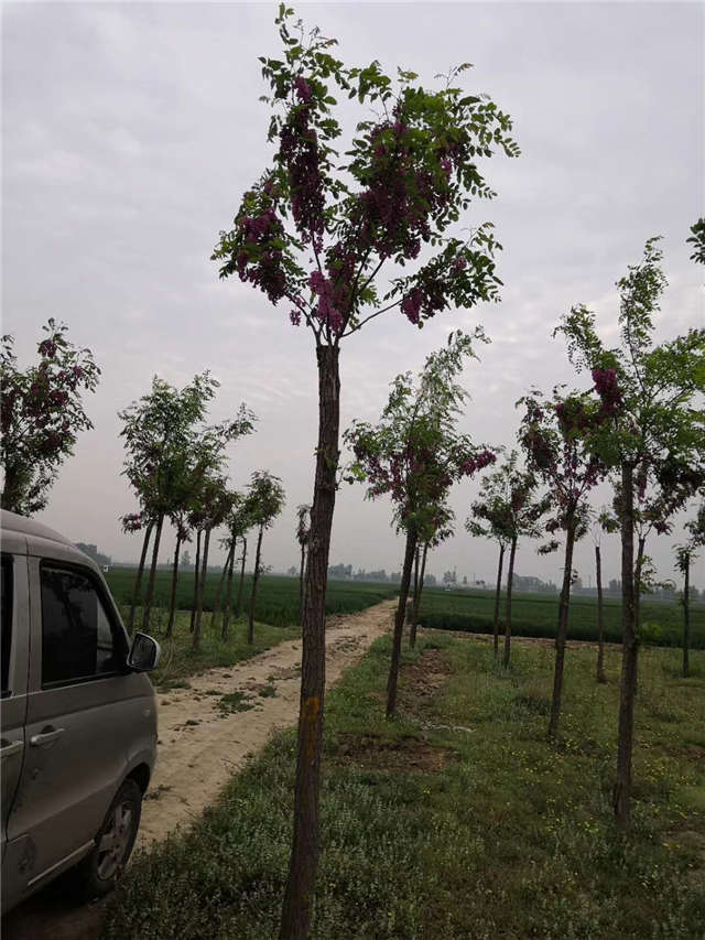 保定大赢家体育(中国)科技有限公司红花刺槐种植基地实拍图片
