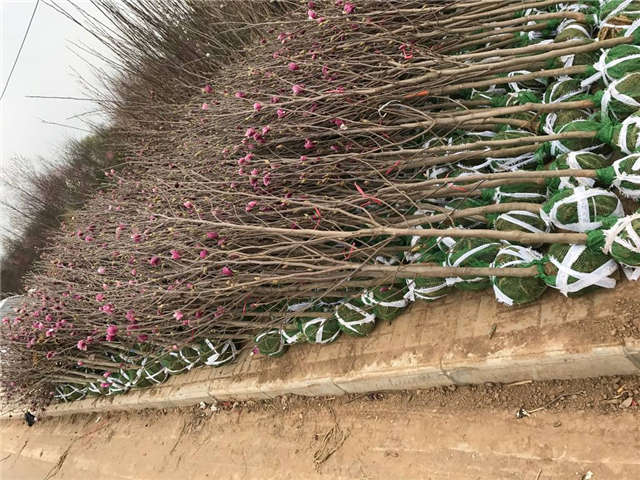 保定大赢家体育(中国)科技有限公司紫玉兰种植基地实拍图片