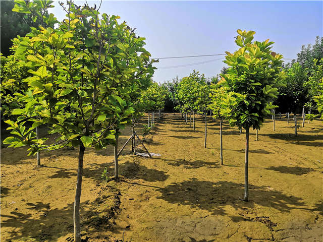保定大赢家体育(中国)科技有限公司紫玉兰种植基地实拍图片