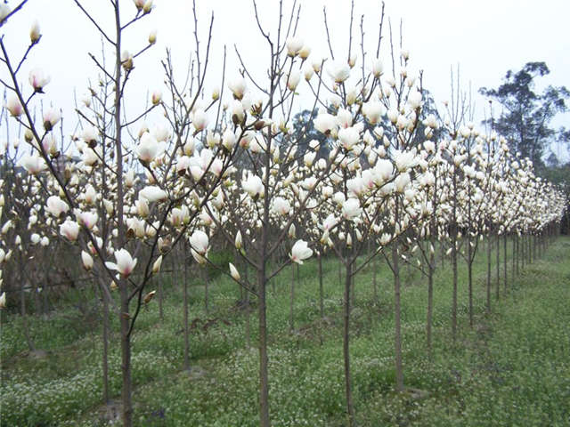 保定大赢家体育(中国)科技有限公司白玉兰种植基地实拍图片