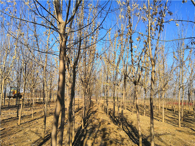 保定大赢家体育(中国)科技有限公司金叶复叶槭种植基地实拍图片
