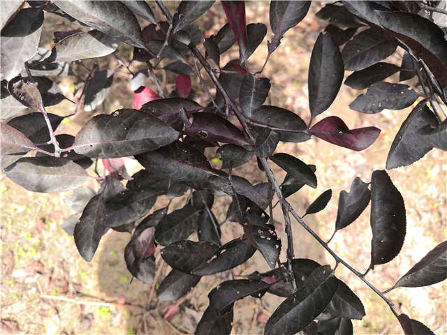 保定大赢家体育(中国)科技有限公司紫叶矮樱种植基地实拍图片