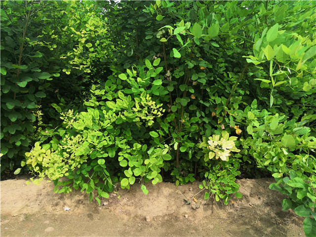 保定大赢家体育(中国)科技有限公司紫穗槐种植基地实拍图片