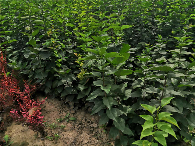 保定大赢家体育(中国)科技有限公司紫丁香种植基地实拍图片