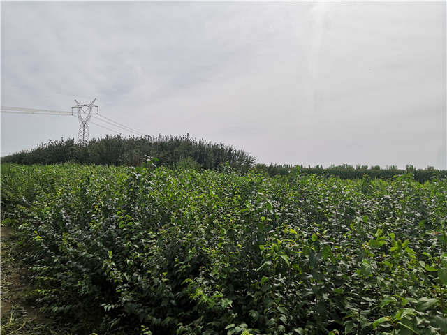 保定大赢家体育(中国)科技有限公司白丁香种植基地实拍图片
