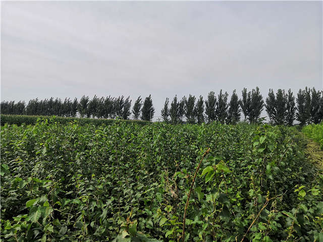 保定大赢家体育(中国)科技有限公司白丁香种植基地实拍图片