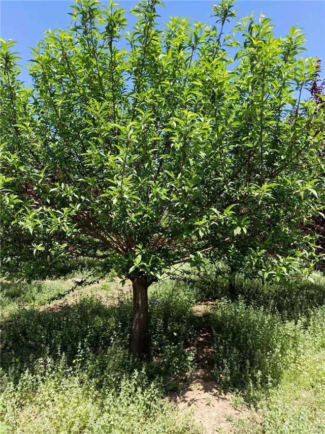 保定大赢家体育(中国)科技有限公司碧桃种植基地实拍图片