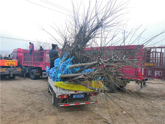 保定大赢家体育(中国)科技有限公司金叶槐种植基地实拍图片