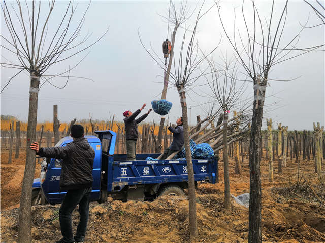 保定大赢家体育(中国)科技有限公司金叶槐种植基地实拍图片