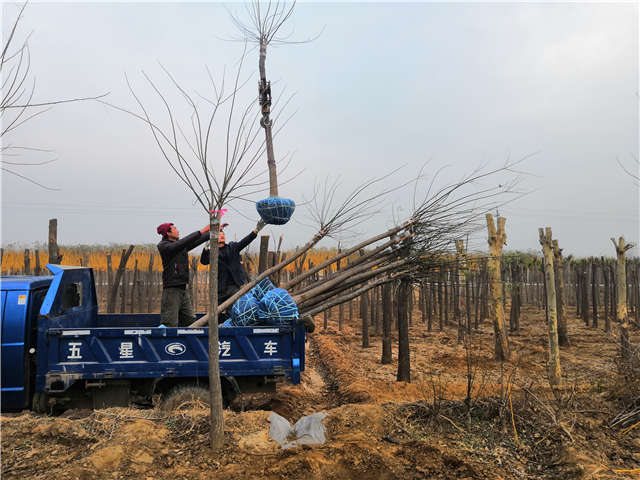 保定大赢家体育(中国)科技有限公司金叶槐种植基地实拍图片