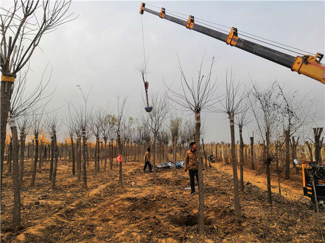 保定大赢家体育(中国)科技有限公司金叶槐种植基地实拍图片