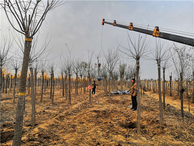 保定大赢家体育(中国)科技有限公司金叶槐种植基地实拍图片