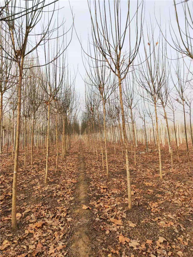 保定大赢家体育(中国)科技有限公司国槐种植基地实拍图片