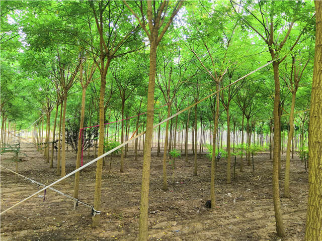 适合沙土地种植国槐实拍