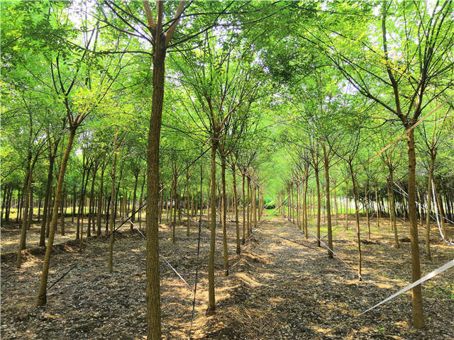 适合沙土地种植国槐实拍