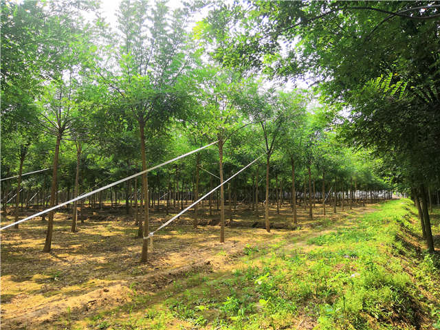 适合在台湾种植的国槐待售中