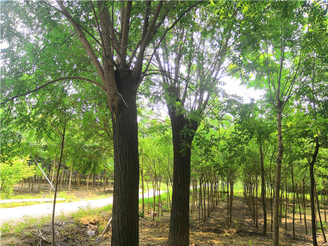 可以在湖北种植的国槐实拍照片