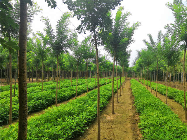 大量种植国槐的商家保定大赢家体育(中国)科技有限公司实拍