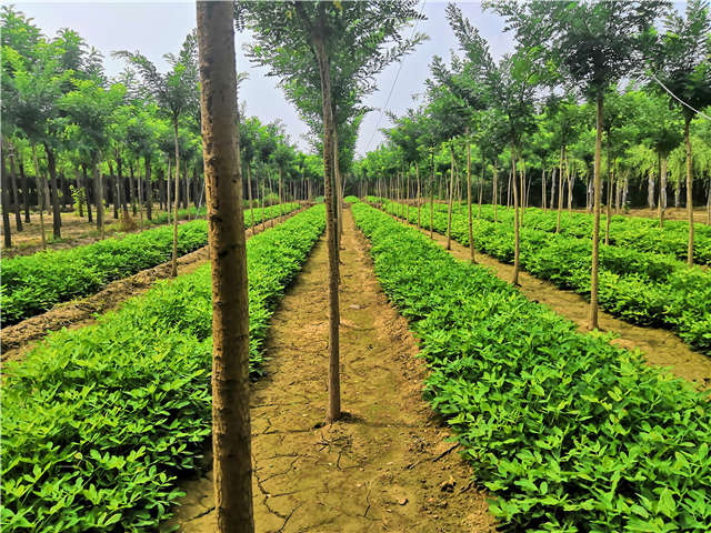 大量种植国槐的商家保定大赢家体育(中国)科技有限公司实拍