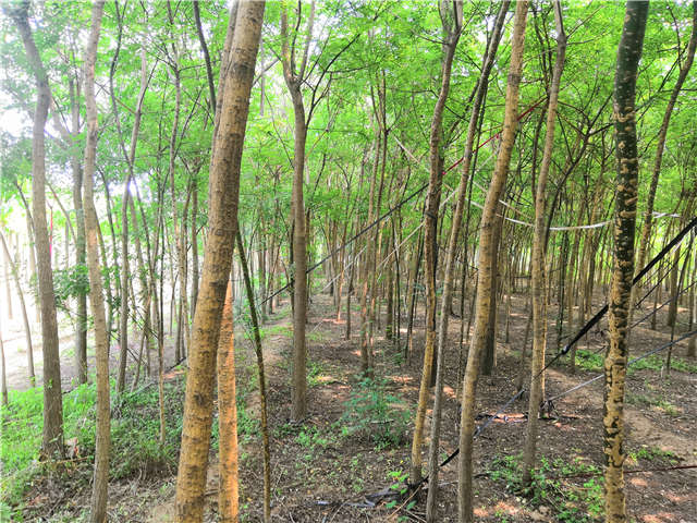 种植在保定大赢家体育(中国)科技有限公司的国槐