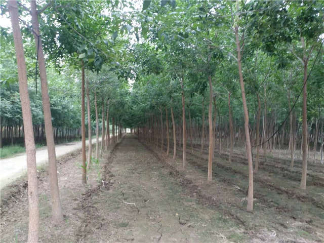 根系发达的白蜡能被当做护坡树种植