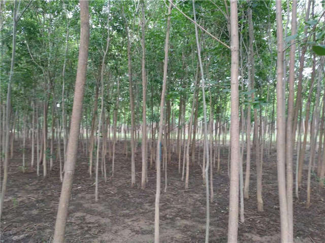 根系发达的白蜡能被当做护坡树种植