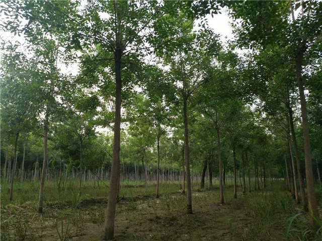 适应性强、根系发达的白蜡可以种植于西北护坡护林工程