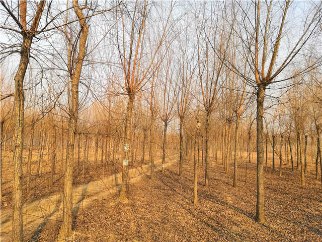 造林工程用树，保定大赢家体育(中国)科技有限公司在售精品垂柳