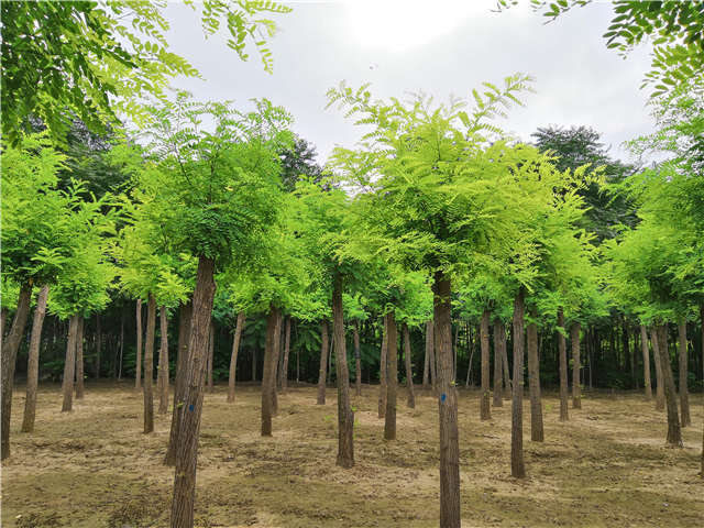 气候炎热的7月份不太适合移植刺槐