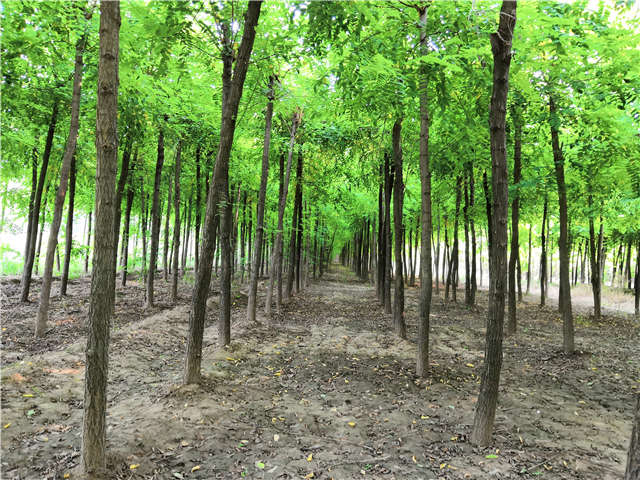 北京种植的刺槐在保定大赢家体育(中国)科技有限公司可以买到