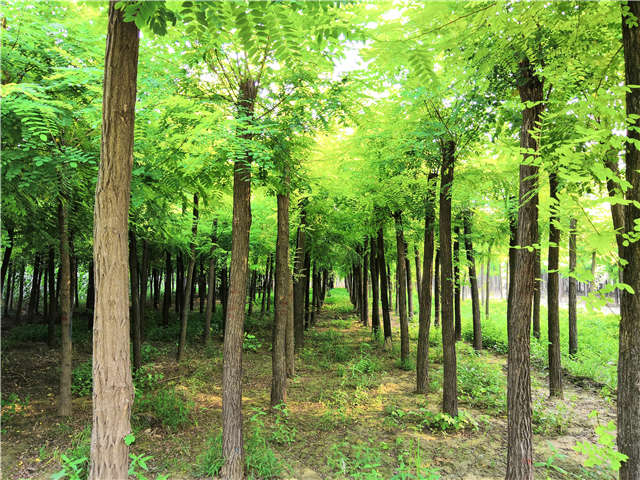 北京种植的刺槐保定大赢家体育(中国)科技有限公司有售