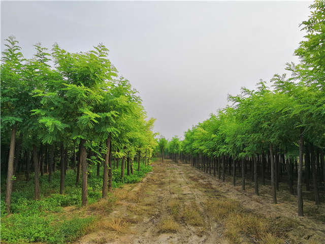 陕西地区可以种植的刺槐，在保定大赢家体育(中国)科技有限公司可以买到