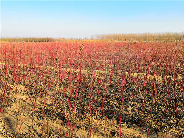 四川种植的红瑞木在保定大赢家体育(中国)科技有限公司可以买到