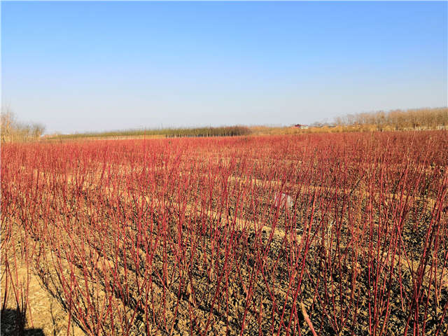 江苏种植的红瑞木，保定大赢家体育(中国)科技有限公司有售