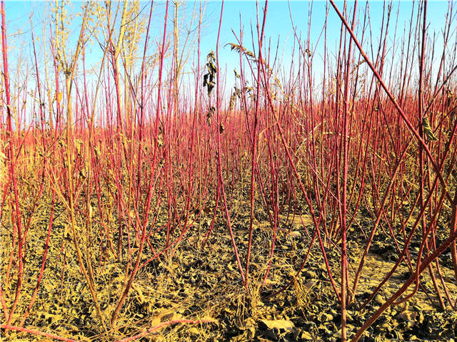 红瑞木可以与各类绿化苗木搭配种植