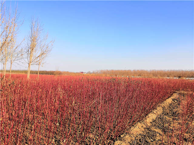 适合广东种植的红瑞木，保定大赢家体育(中国)科技有限公司有售