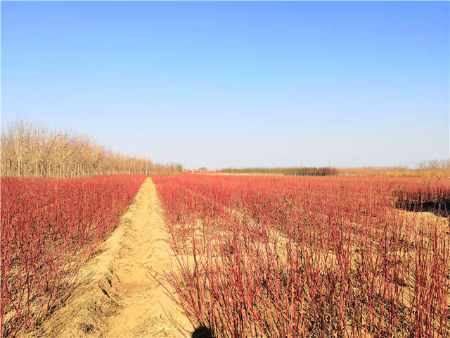 保定大赢家体育(中国)科技有限公司出售的红瑞木可以设置成绿篱种植