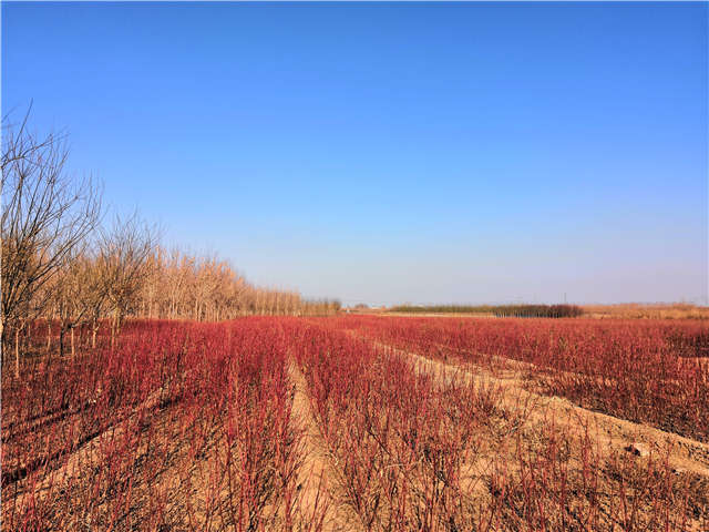 浙江地区种植的红瑞木，保定大赢家体育(中国)科技有限公司正在出售