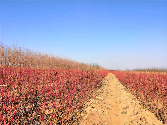 适合河道治理种植的红瑞木在保定大赢家体育(中国)科技有限公司可以买到