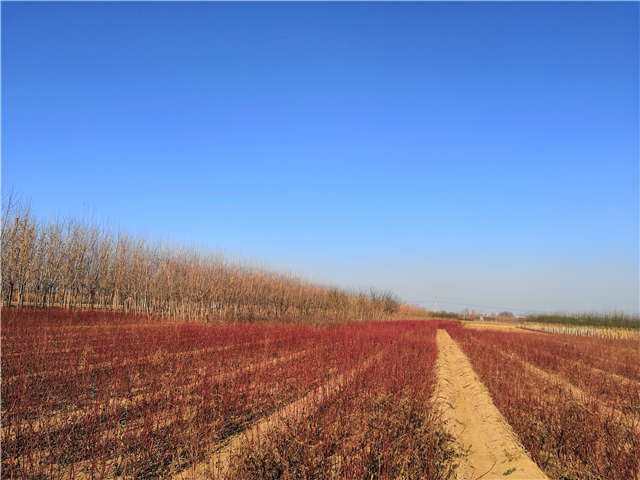 浙江地区种植的红瑞木，保定大赢家体育(中国)科技有限公司正在出售