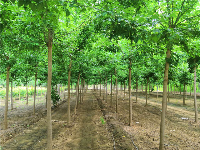 四川种植的金叶复叶槭在保定大赢家体育(中国)科技有限公司可以买到